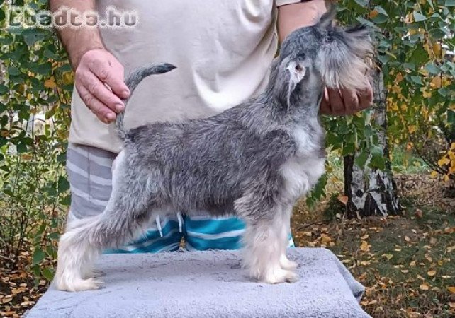 Miniature schnauzer puppies pepper salt