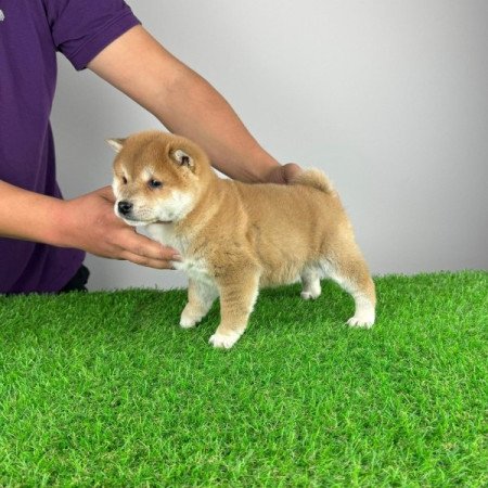 Shiba Inu