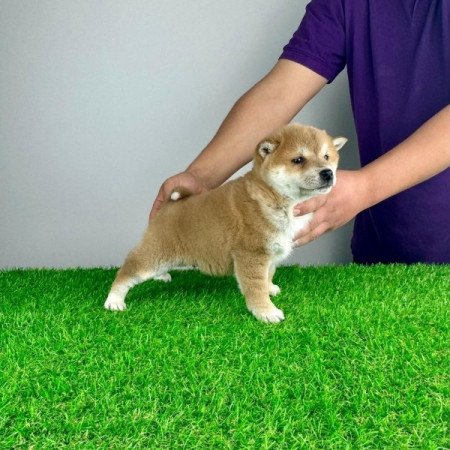 Shiba Inu