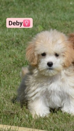 Maltipoo