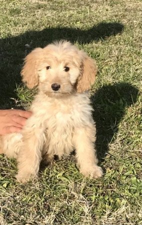 Golden retriever uszkár goldendoodle