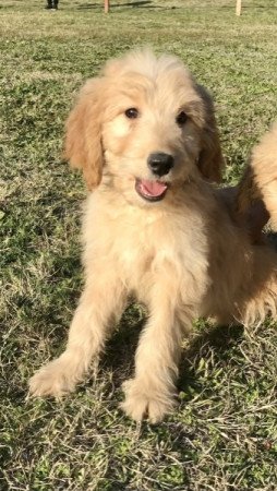 Golden retriever uszkár goldendoodle