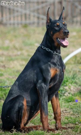 Doberman puppy for adoption