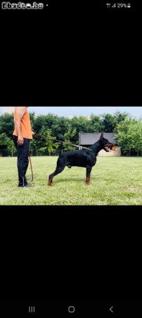 Doberman puppy for adoption