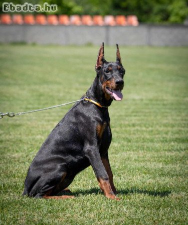 Doberman puppy for adoption