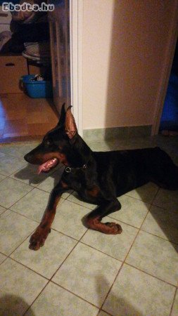 Doberman puppy for adoption