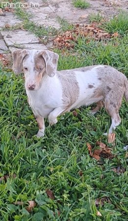 Izabella harlekin piebald tacsko