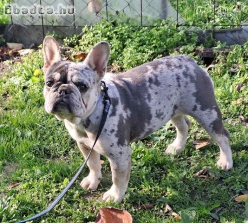 Blue merle ten francia bulldog