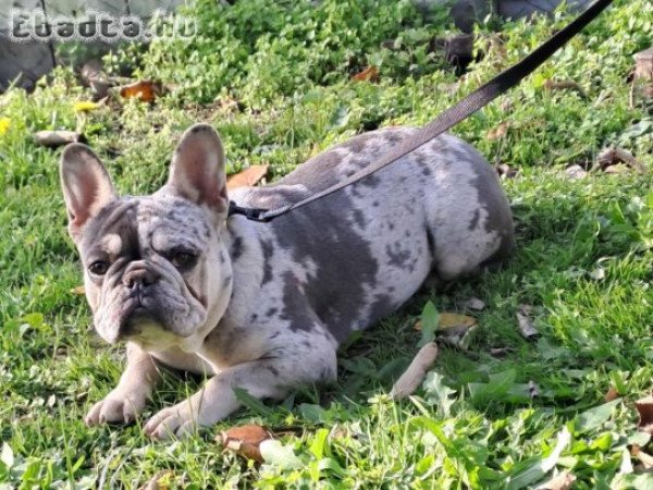 Blue merle ten francia bulldog