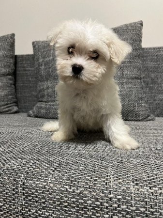 Bichon havanese