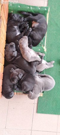 Eladó Cane Corso kölyökkutyák