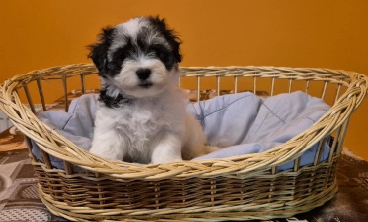 Bichon Havanese