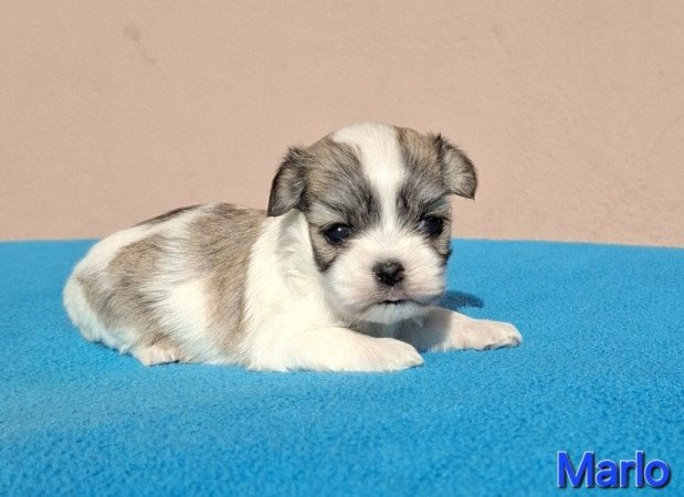 Bichon havanese