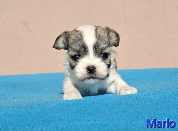 Bichon havanese