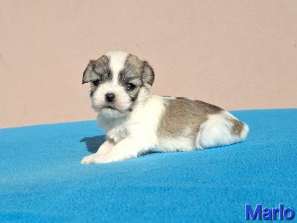 Bichon havanese