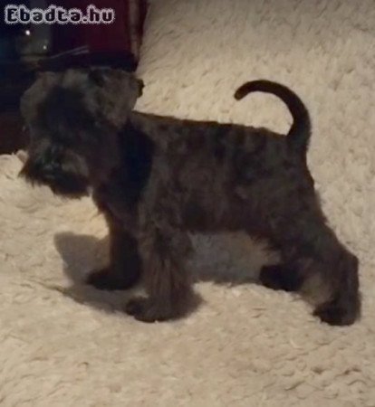 Miniature schnauzer puppies black and black silver