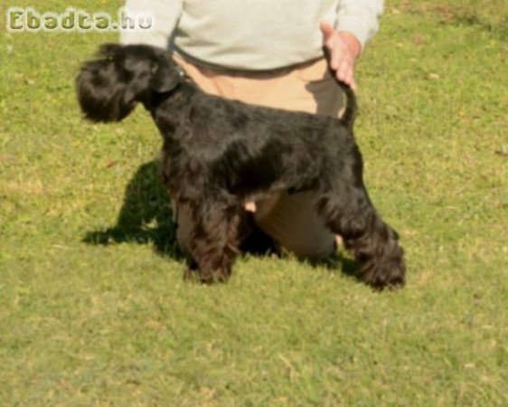 Miniature schnauzer puppies black and black silver