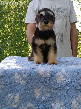 Miniature schnauzer puppies black and black silver