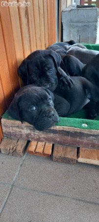 Eladó Cane Corso kölyökkutyák