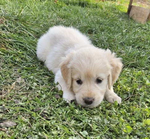 Golden Retriever