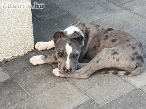 American Bully kiskutyák eladók