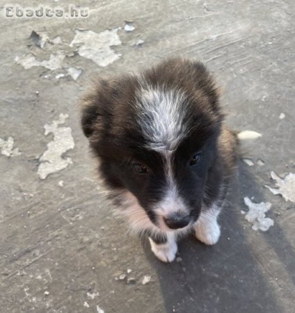 Eladó Border Collie kölyök kiskutyák!