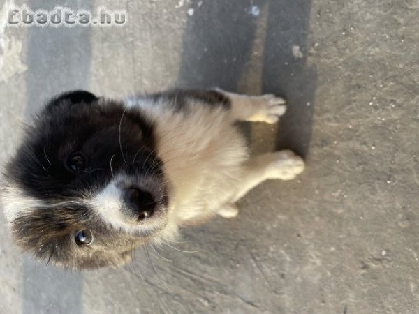 Eladó Border Collie kölyök kiskutyák!