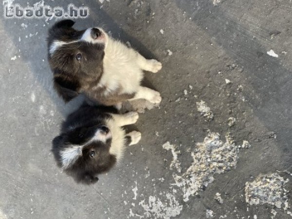 Eladó Border Collie kölyök kiskutyák!