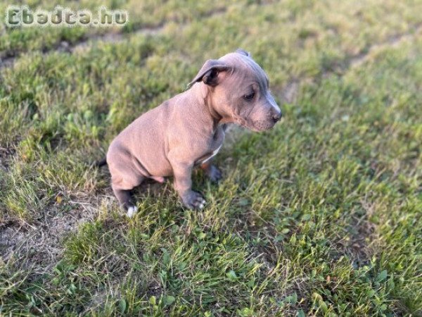 American Bully kiskutyák eladók