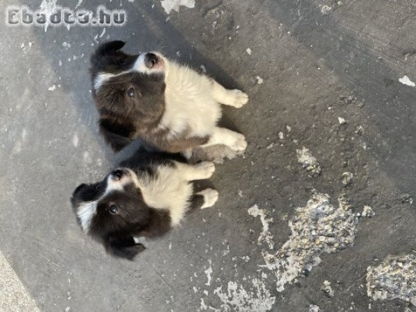 Eladó Border Collie kölyök kiskutyák!