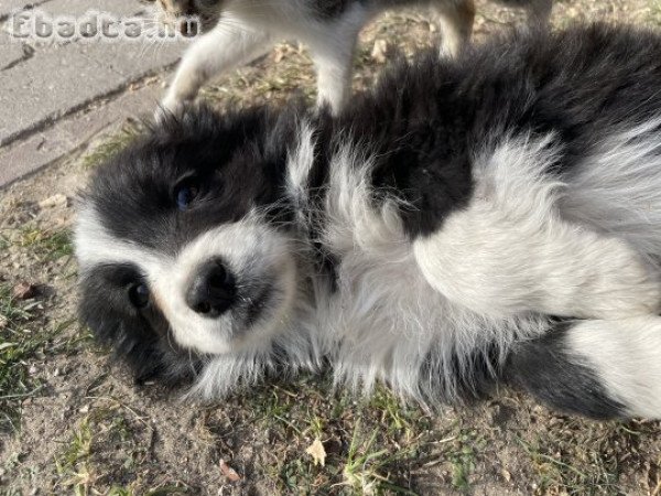 Border Collie