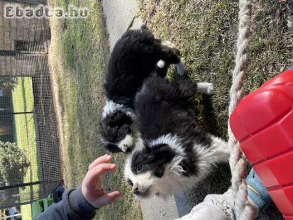 Border Collie