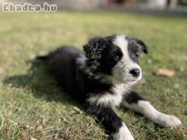 Border Collie