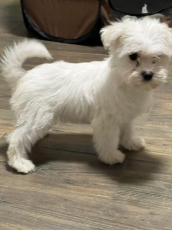 Bichon havanese