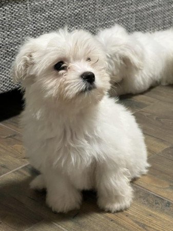 Bichon havanese