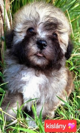 Bichon havanese