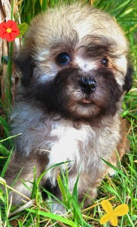 Bichon havanese