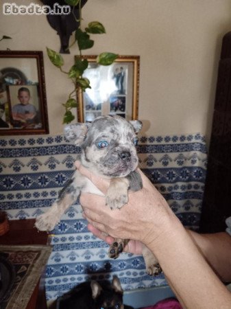 Gyönyörű francia bulldog kiskutyák