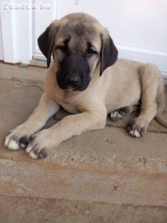 Kangal kiskutya