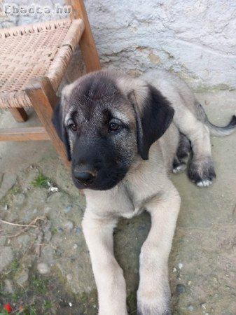 Kangal kiskutya