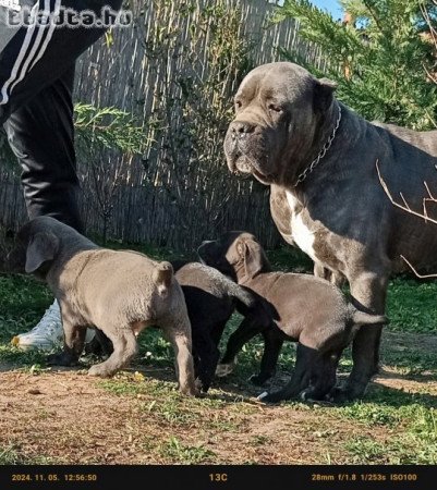 Cane Corso kislányok