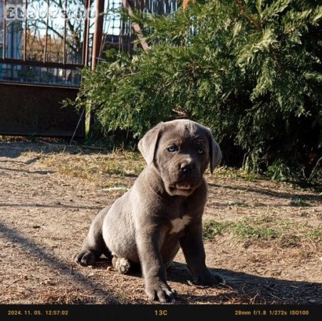 Cane Corso kislányok