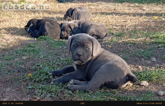 Cane Corso kislányok