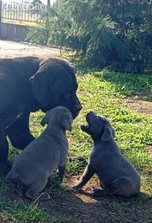 Cane Corso kislányok