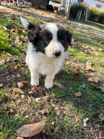 Border collie