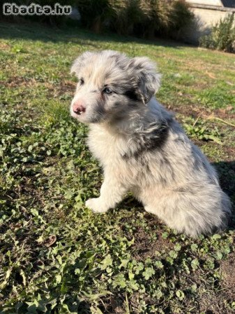 Border collie