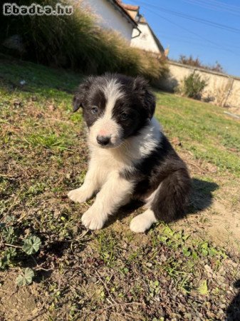 Border collie