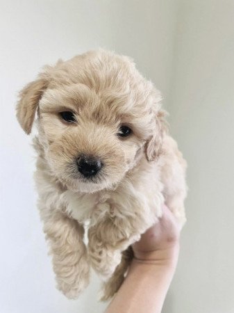 Maltipoo maltai selyem es torpe uszkar