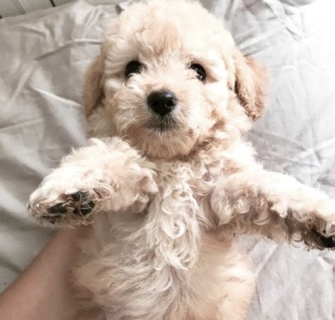 Maltipoo maltai selyem es torpe uszkar