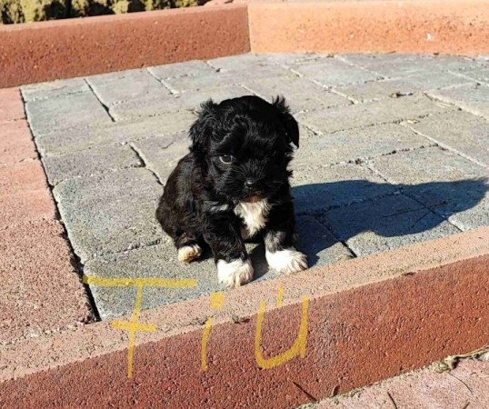 Bichon havanese